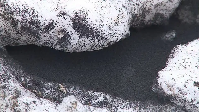 Когда на улице выпадет ещё 10-15 сантиметров снега и ударит внезапное потепление – сходите прогуляйтесь в дикий парк или за пределы города.