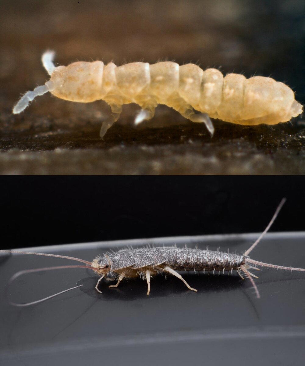 Когда на улице выпадет ещё 10-15 сантиметров снега и ударит внезапное потепление – сходите прогуляйтесь в дикий парк или за пределы города.