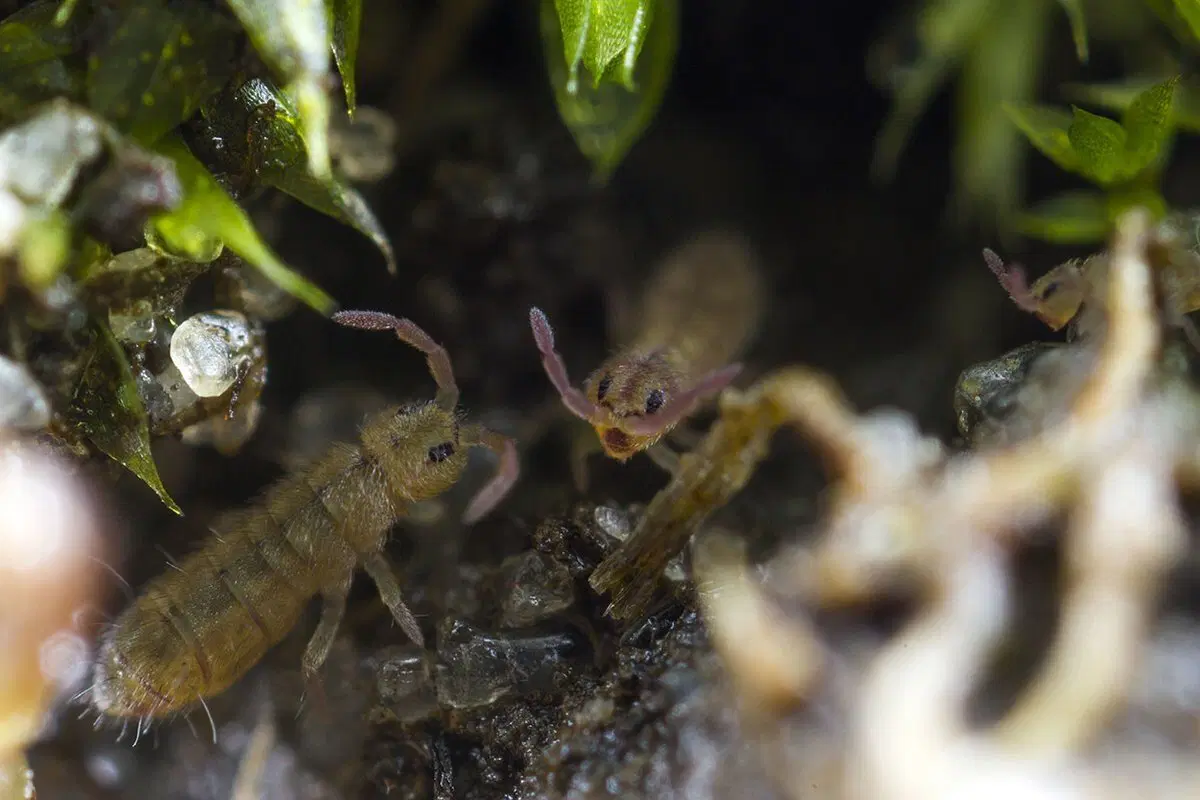 Когда на улице выпадет ещё 10-15 сантиметров снега и ударит внезапное потепление – сходите прогуляйтесь в дикий парк или за пределы города.