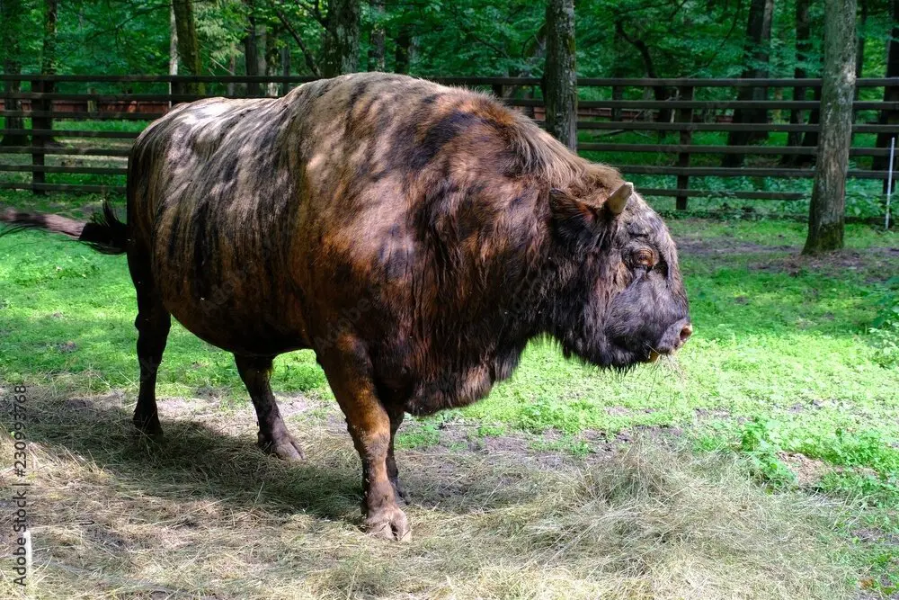 Жубронь: Эксперимент советских учёных по созданию нового вида домашних животных