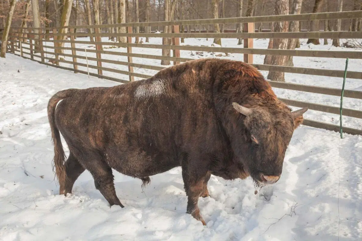 Жубронь: Эксперимент советских учёных по созданию нового вида домашних животных