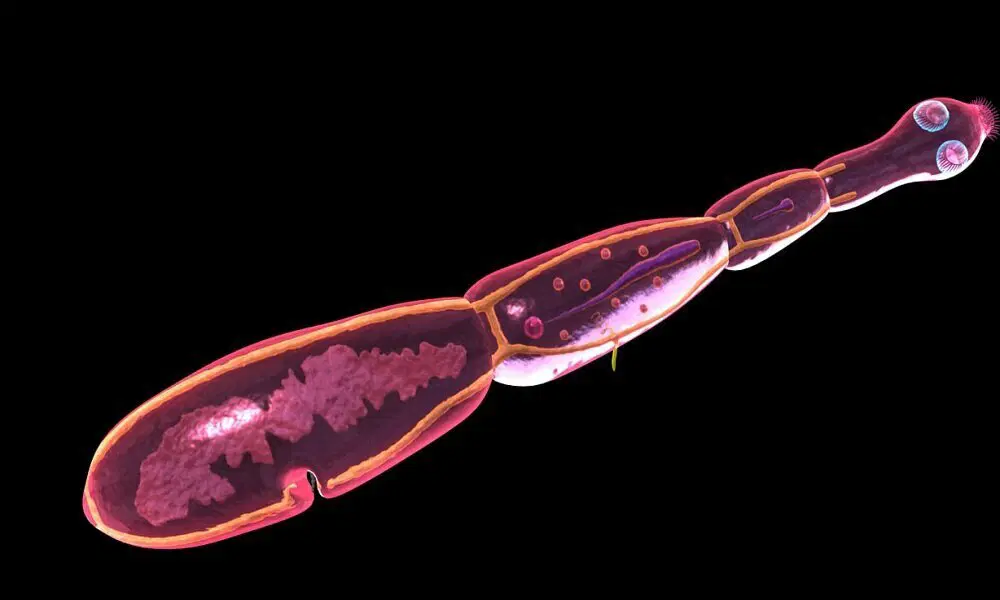 Черви, которые вас убьют (вернее их личинки)⁠