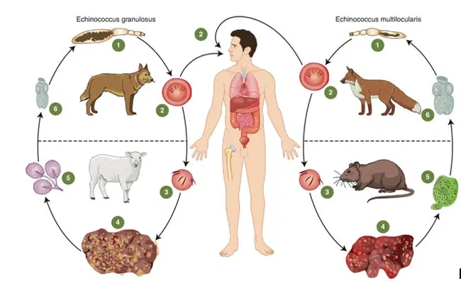 Черви, которые вас убьют (вернее их личинки)⁠