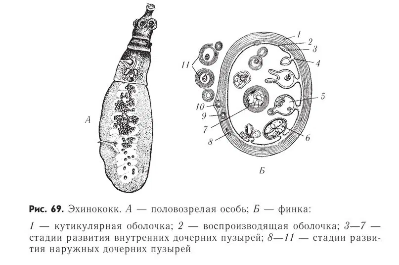Черви, которые вас убьют (вернее их личинки)⁠