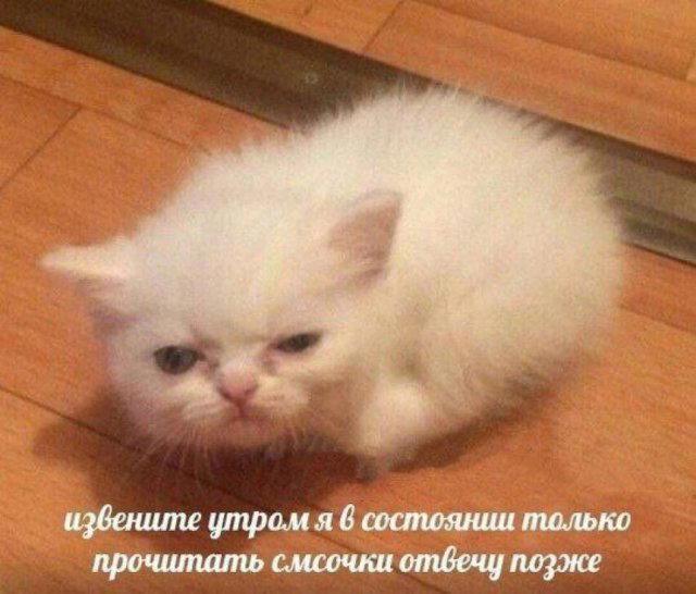 Дичка перед пятницей