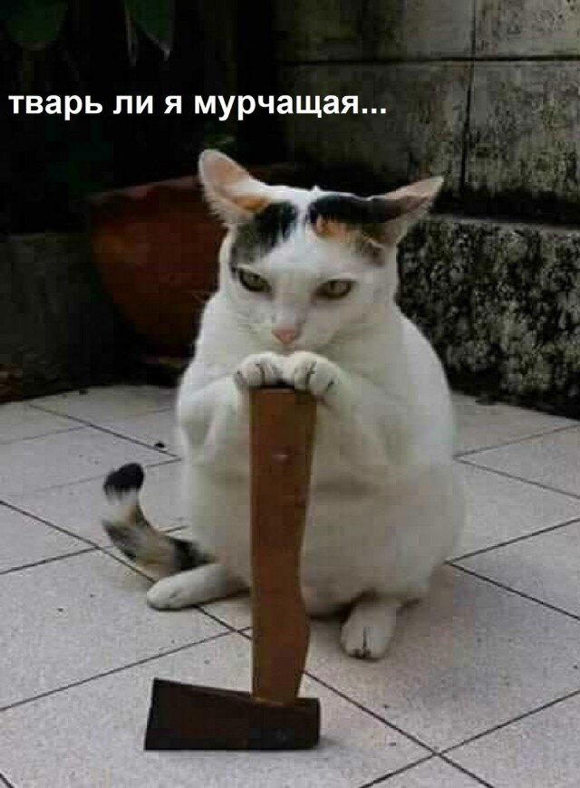 Дичка перед пятницей