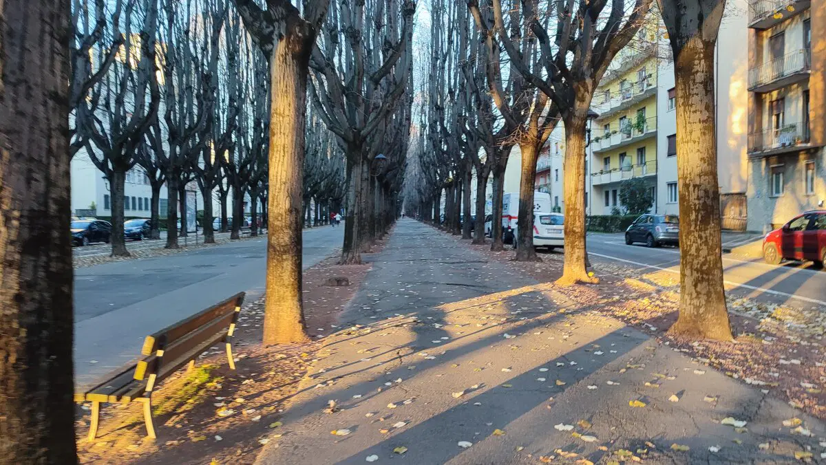 Старая аллея очень широкая, правда деревья поломали асфальт.