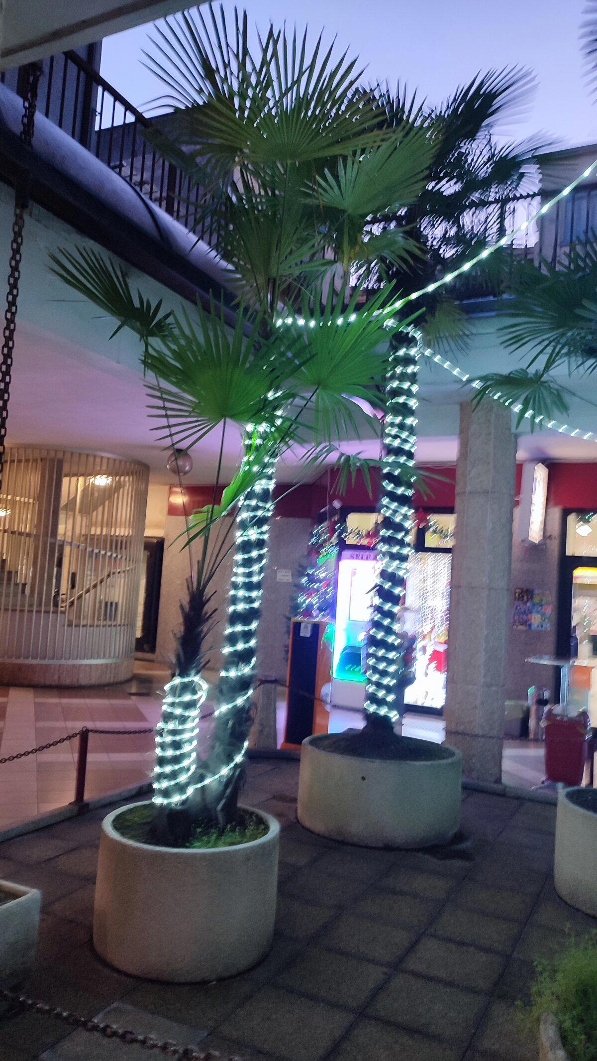  Если ёлки нету, то украсим пальму.