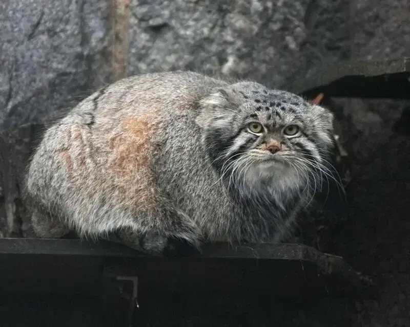 Тимофей к зиме готов!