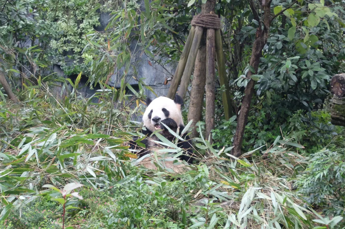 Китай. Ченду. Панды и плотина. 29 октября 2025.