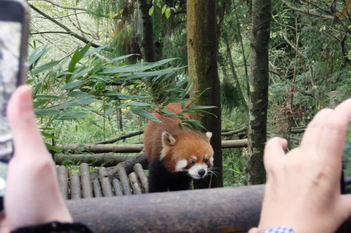 Китай. Ченду. Панды и плотина. 29 октября 2025.