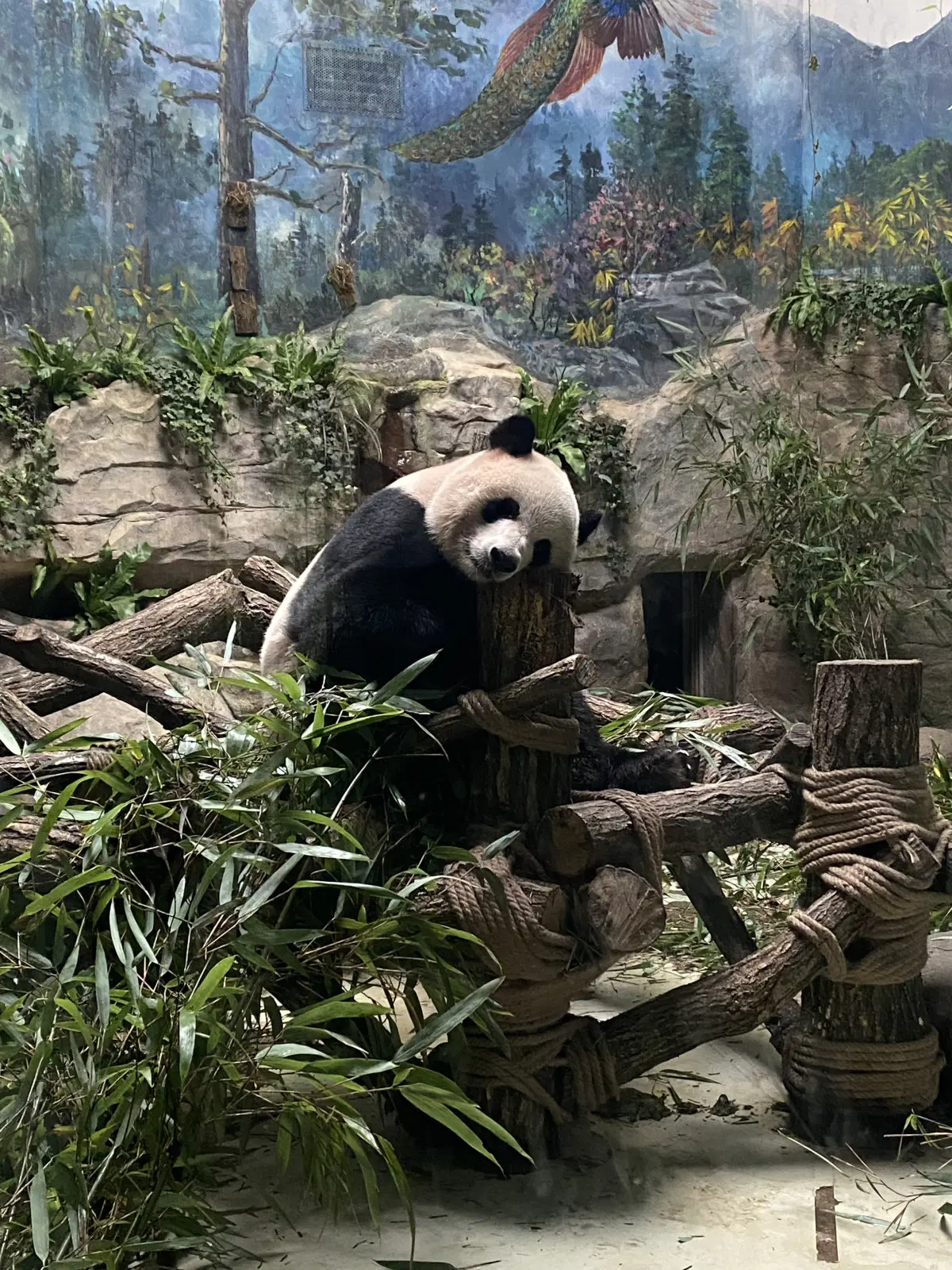 Китай. Ченду. Панды и плотина. 29 октября 2025.