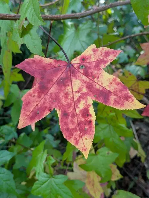 Красивый осенний кленовый лист