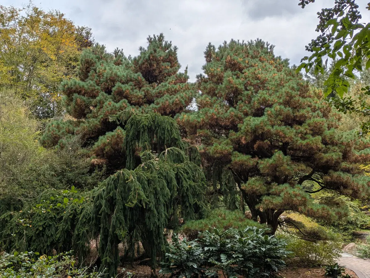Вечнозелёные деревья, которые зимой и летом одним цветом