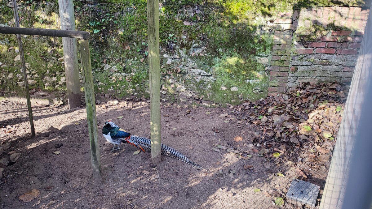 В клетках сидят всякие павлины.