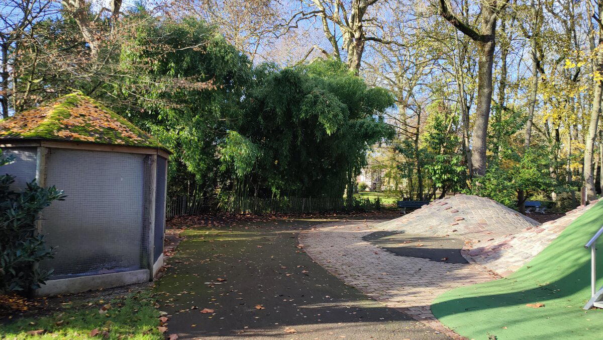 Заросли бамбука