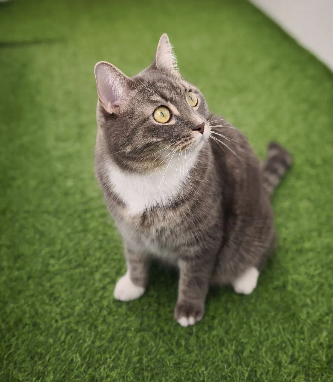 Сэр Макс - валятельный кот