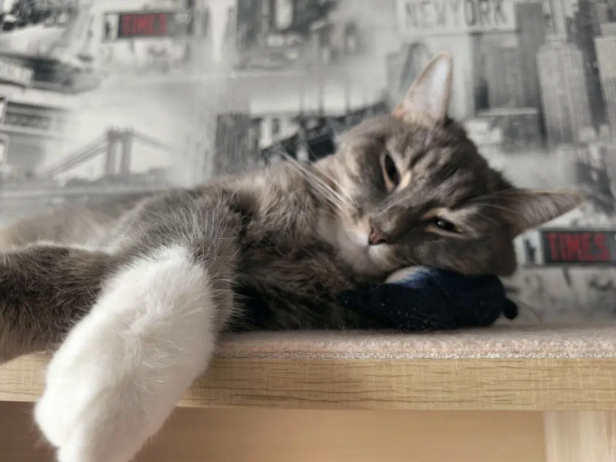 Сэр Макс - валятельный кот