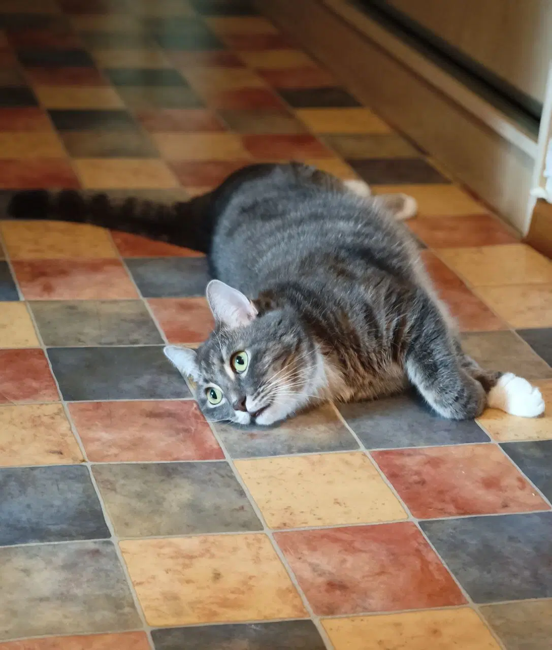 Сэр Макс - валятельный кот