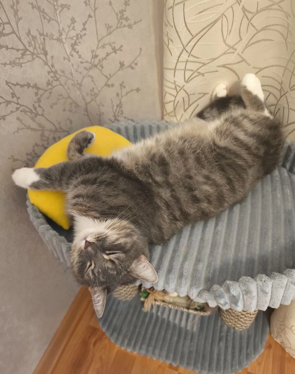 Сэр Макс - валятельный кот