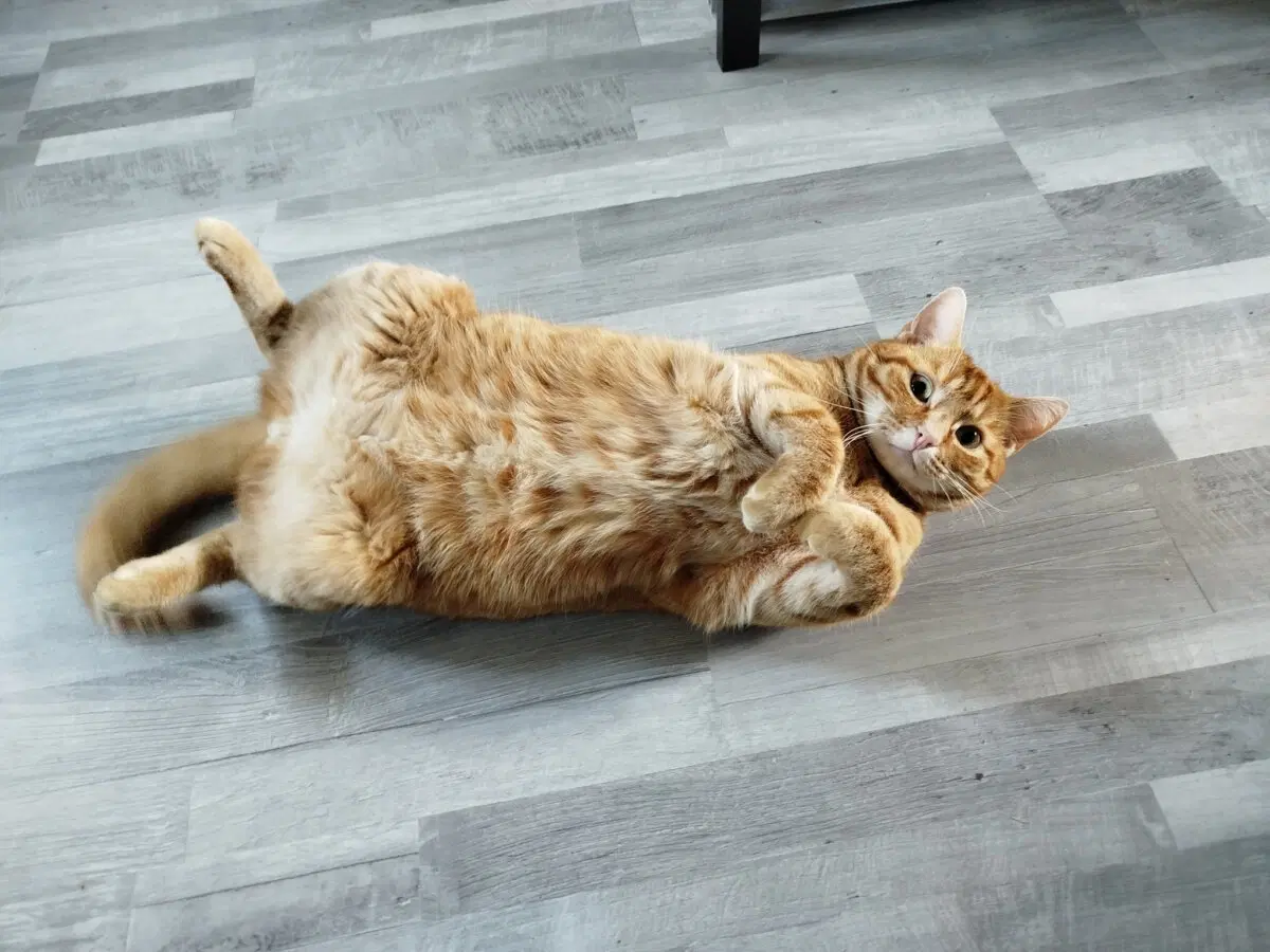 Одомашнивание кошек произошло гораздо позже, чем считалось ранее