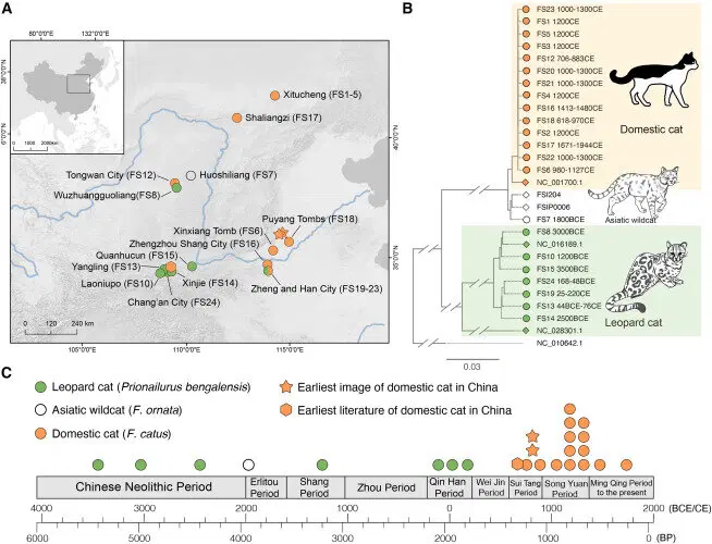 Географическое распределение, идентификация видов и временной диапазон останков мелких кошачьих из древнего Китая