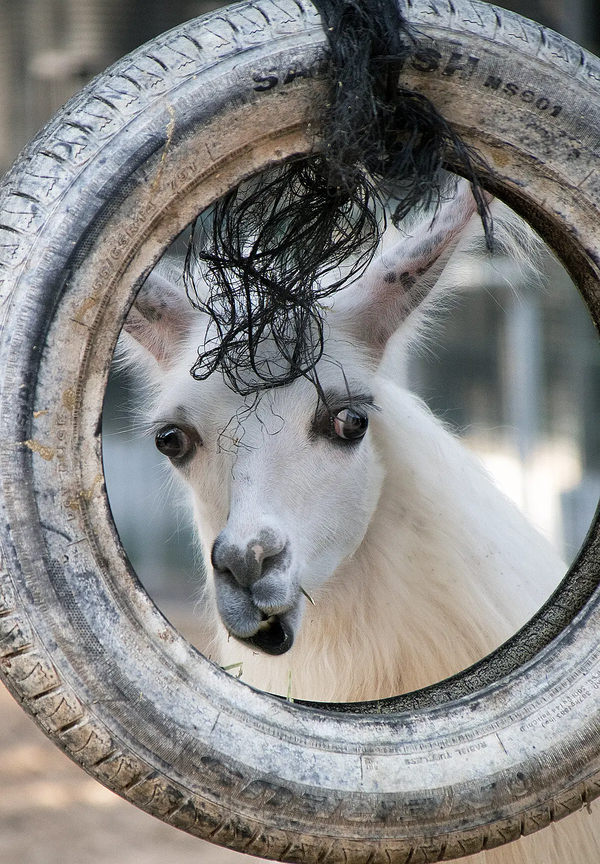 А чо в смысле?
