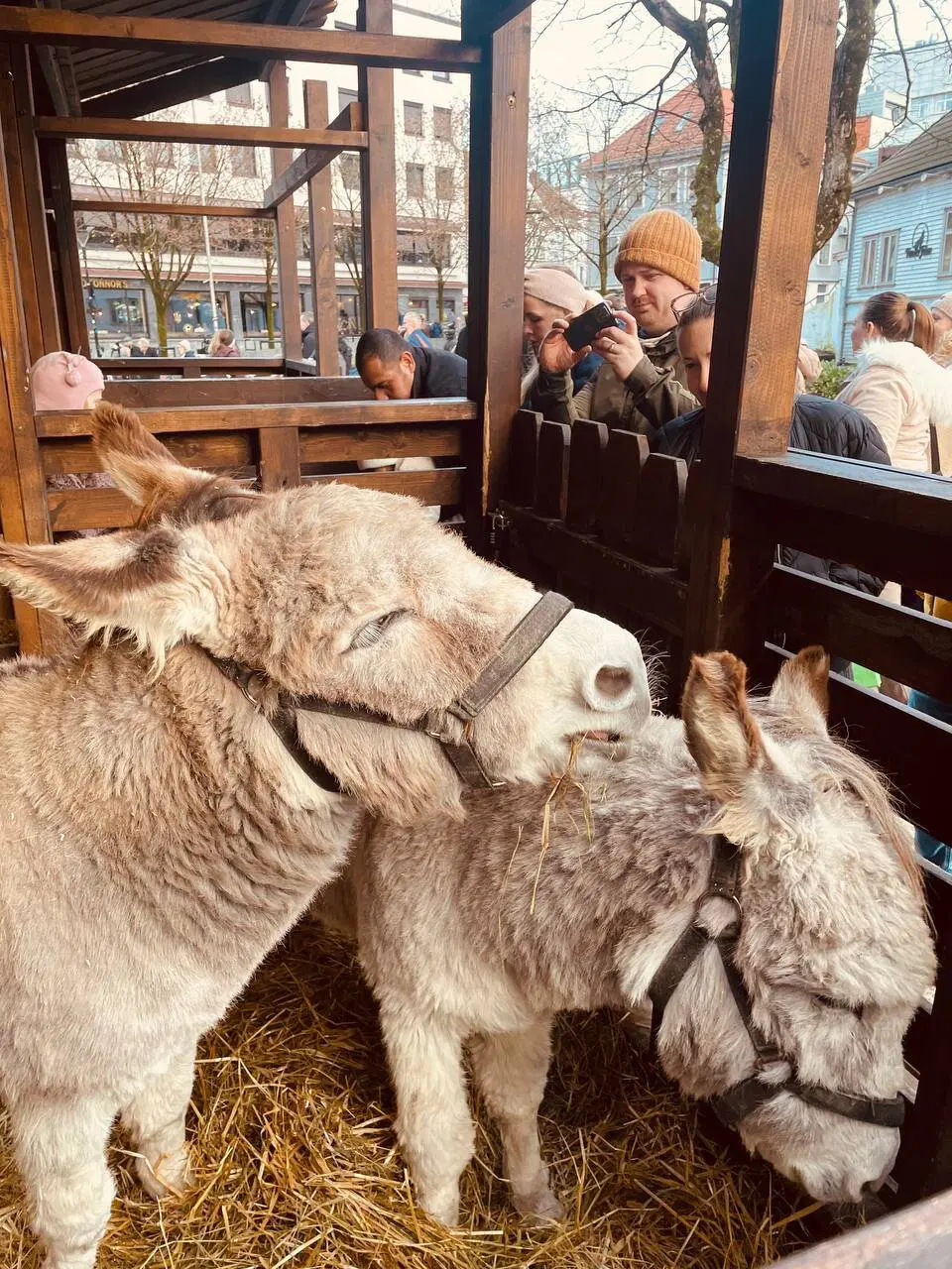 Рождественский маркет в Норвегии (г. Ставангер)