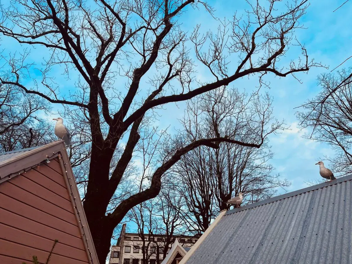 Рождественский маркет в Норвегии (г. Ставангер)