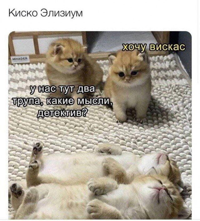 Дичка для вторника