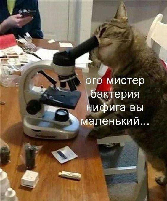 Дичка для вторника