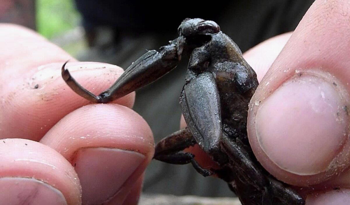 Что скрывают мутные воды? Водяной скорпион безжалостный хищник