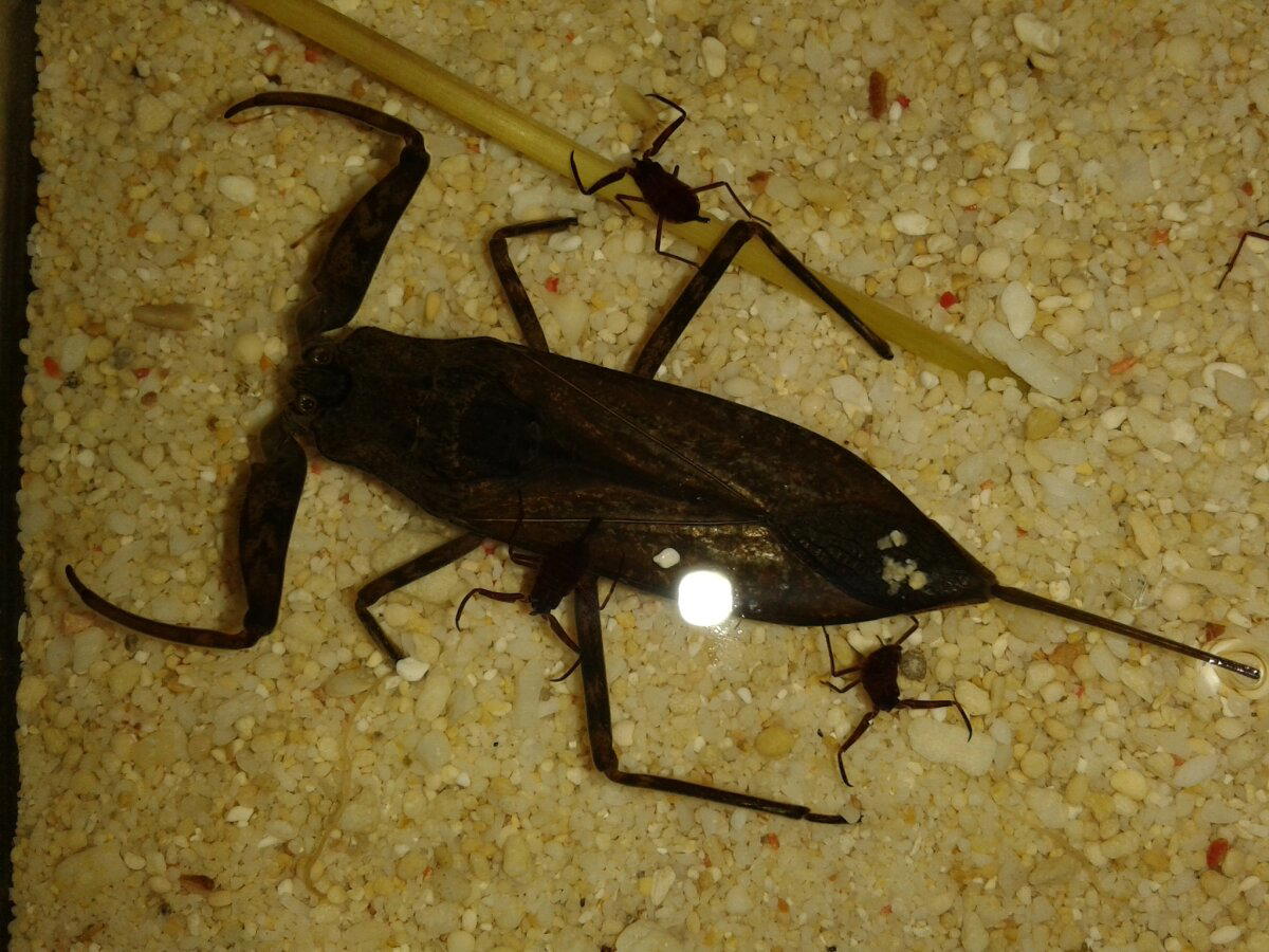 Что скрывают мутные воды? Водяной скорпион безжалостный хищник