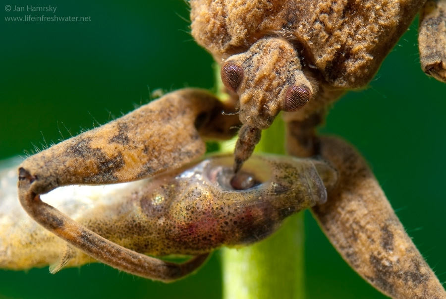 Что скрывают мутные воды? Водяной скорпион безжалостный хищник