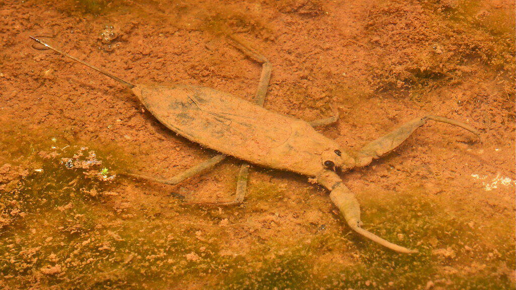 Что скрывают мутные воды? Водяной скорпион безжалостный хищник