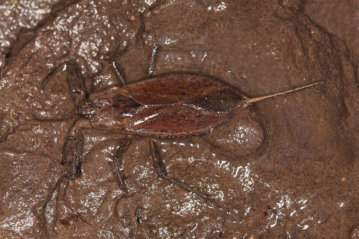 Что скрывают мутные воды? Водяной скорпион безжалостный хищник