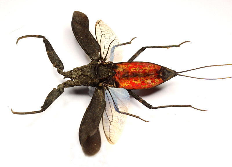 Что скрывают мутные воды? Водяной скорпион безжалостный хищник