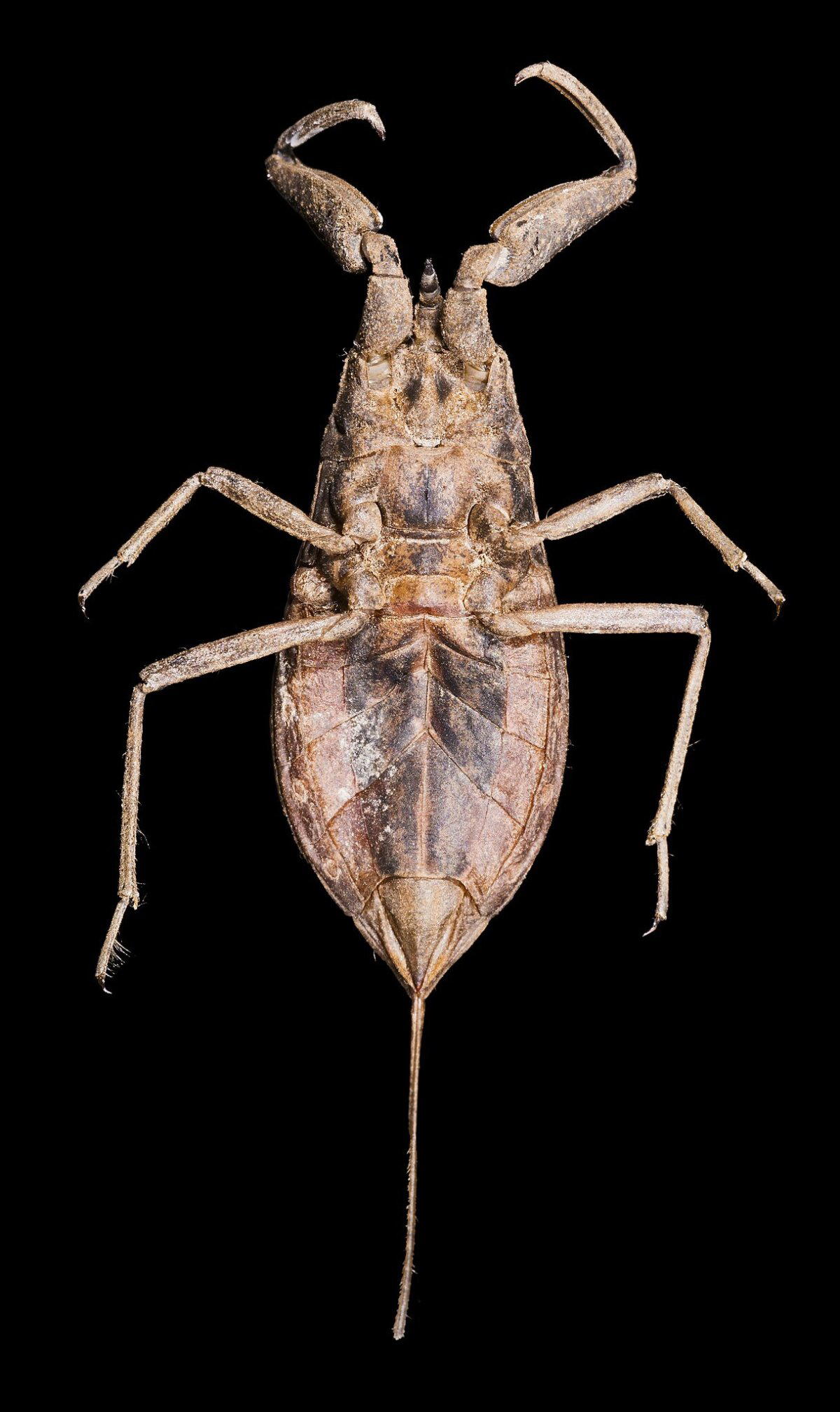 Что скрывают мутные воды? Водяной скорпион безжалостный хищник