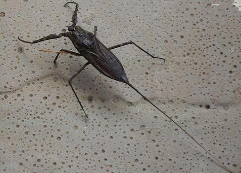 Что скрывают мутные воды? Водяной скорпион безжалостный хищник