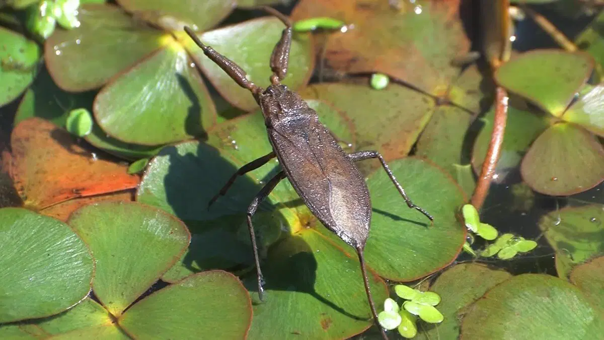 Что скрывают мутные воды? Водяной скорпион безжалостный хищник