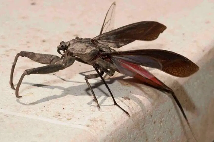 Что скрывают мутные воды? Водяной скорпион безжалостный хищник