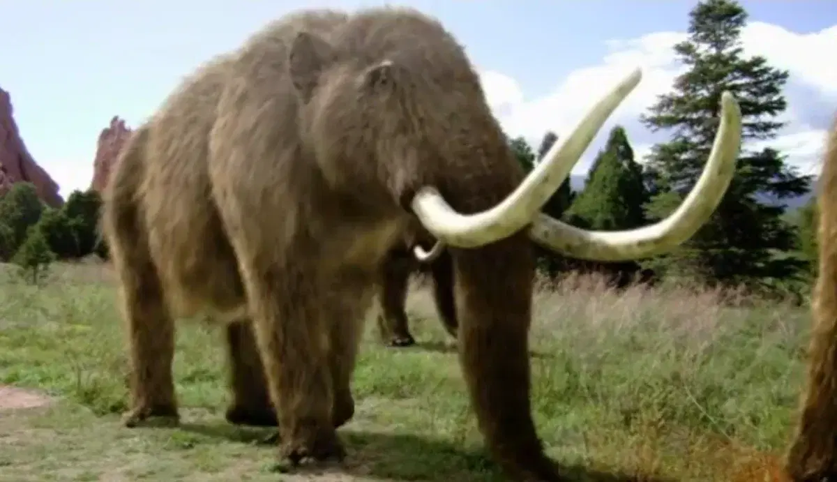 Юхху сбросим шерсть ради свободы 