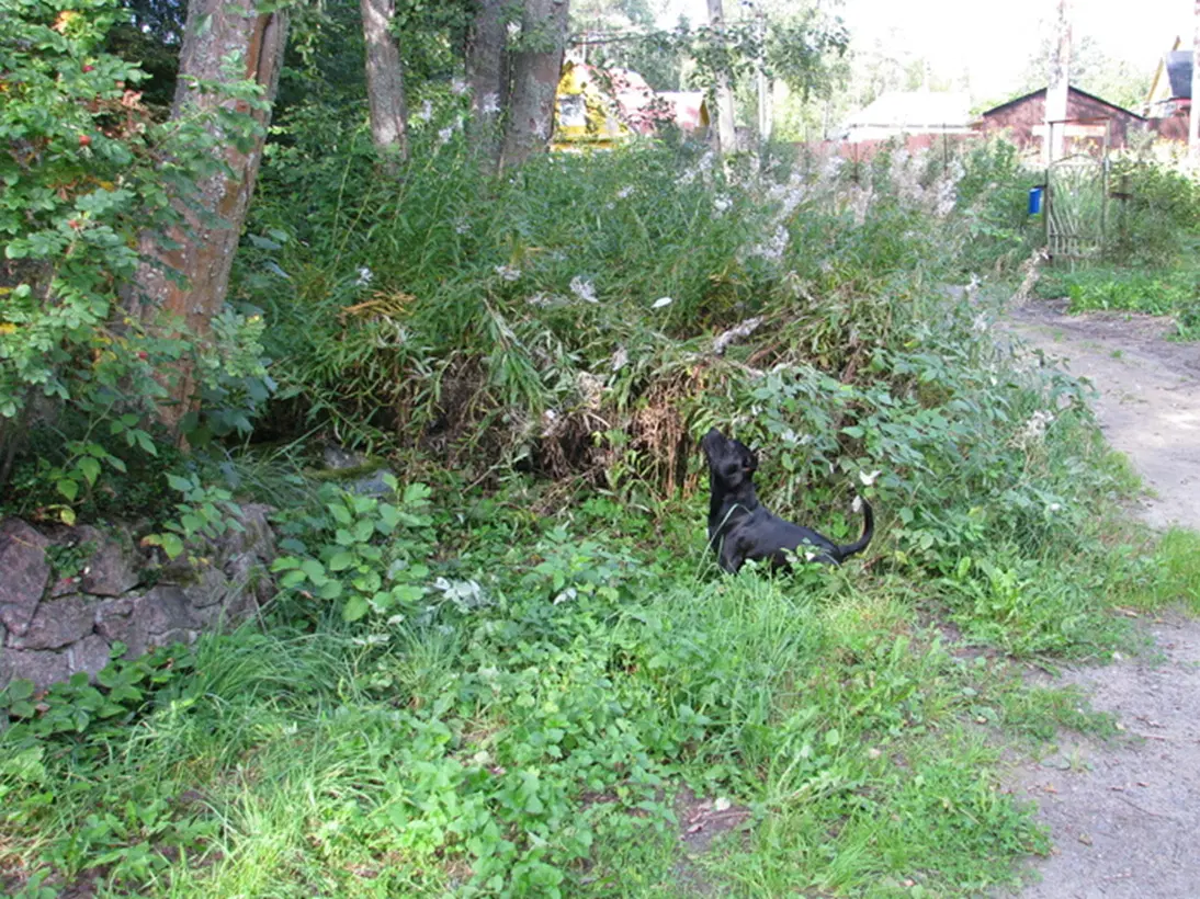 Коты, котики, кошаки...