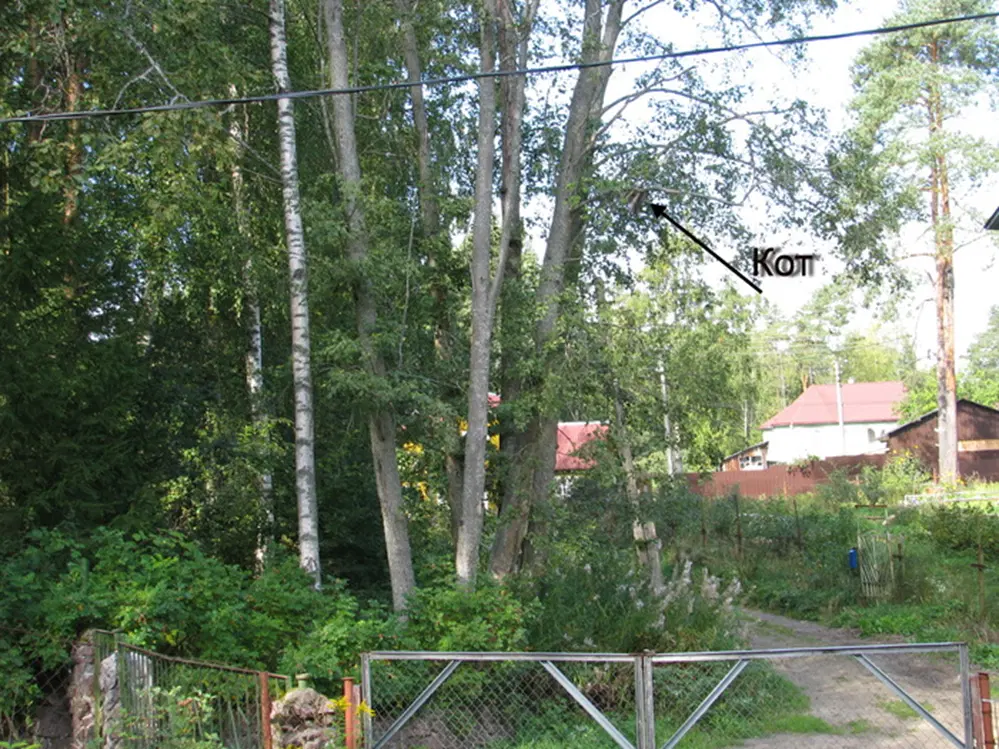 Коты, котики, кошаки...