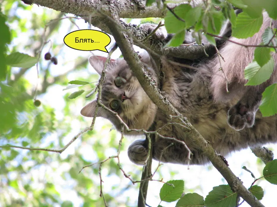 Коты, котики, кошаки...