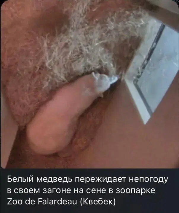 Дичь подана, идите в среду пожалуйста