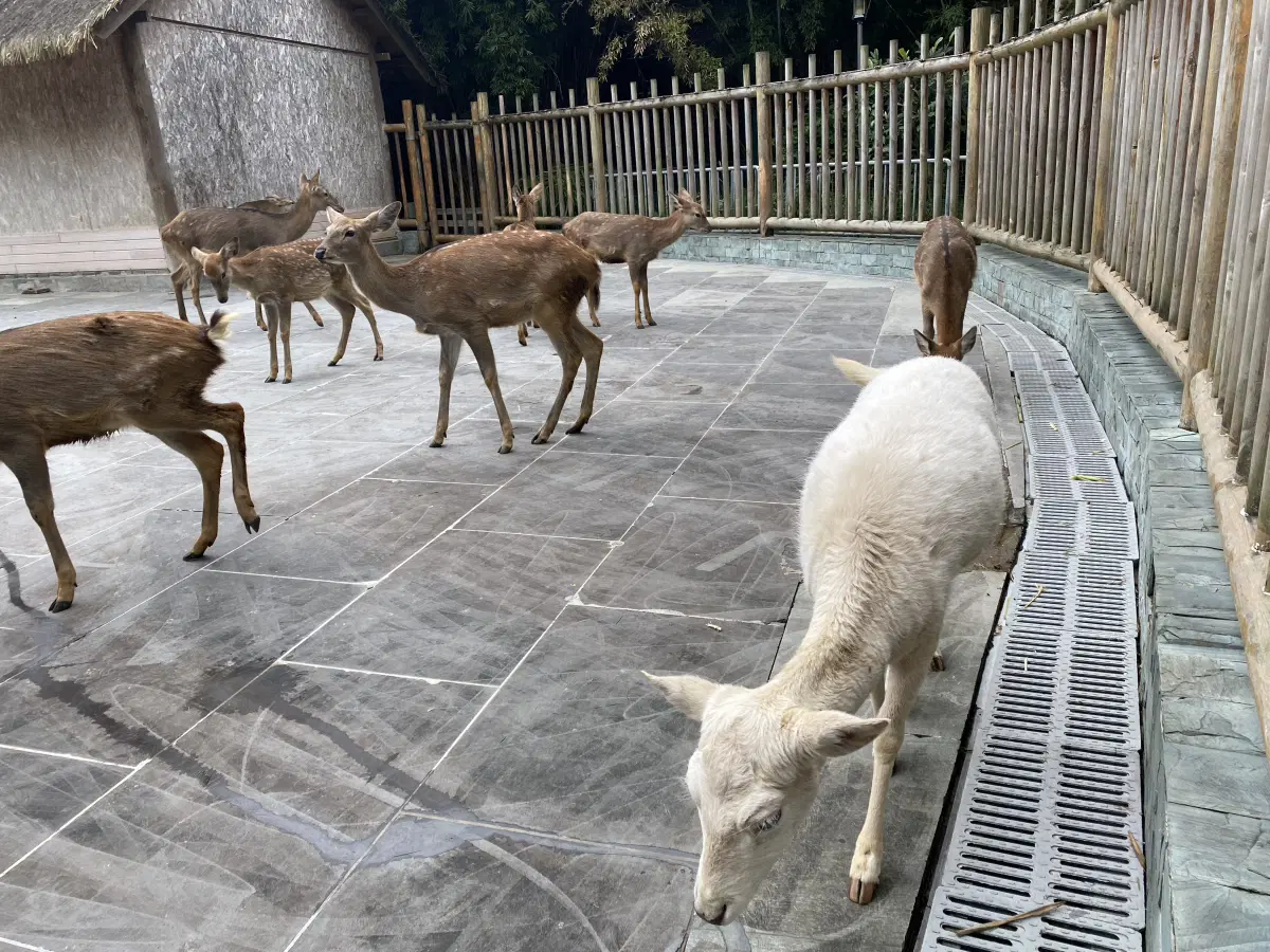 Китай. Ченду. Музеи. 2025 год.