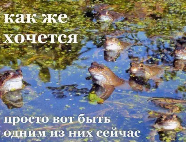 Дичка подготовительная пятничковая