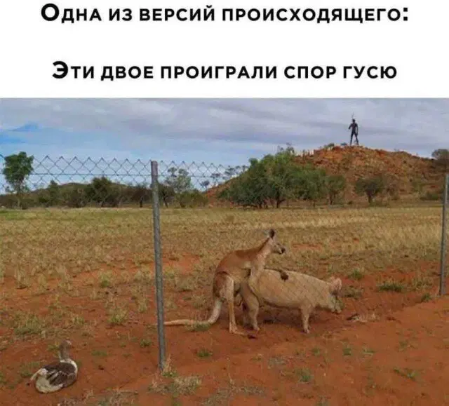 Дичка подготовительная пятничковая