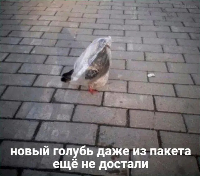 Дичка на выходные